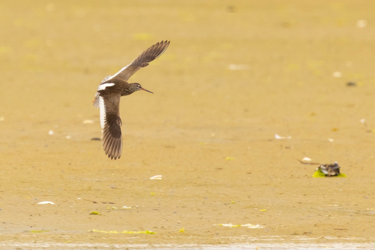 Common Redshank - ML620587618