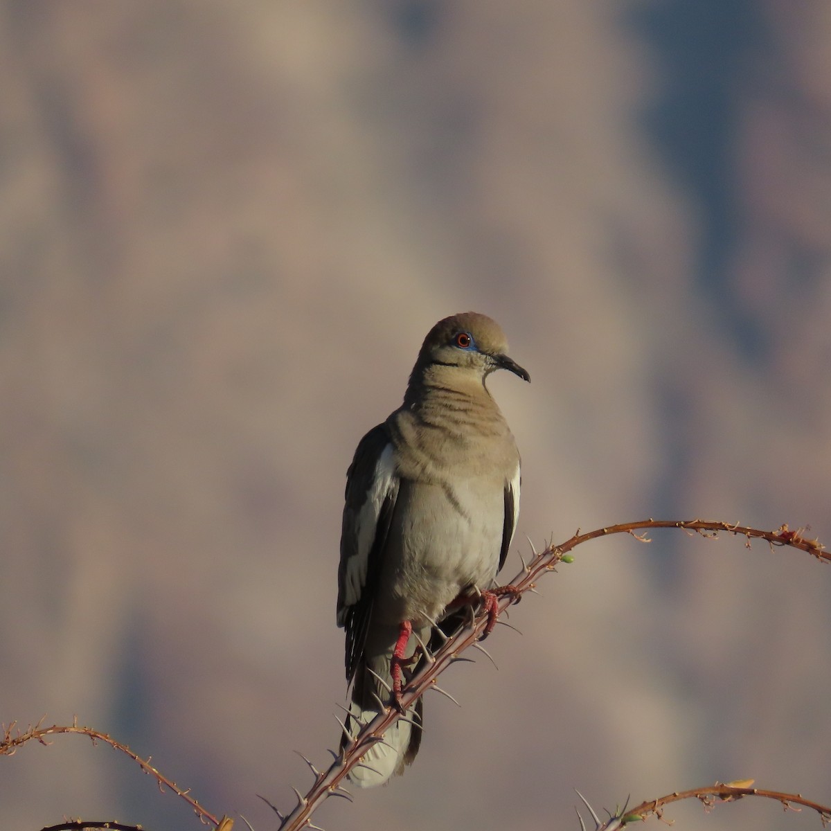 White-winged Dove - ML620587619