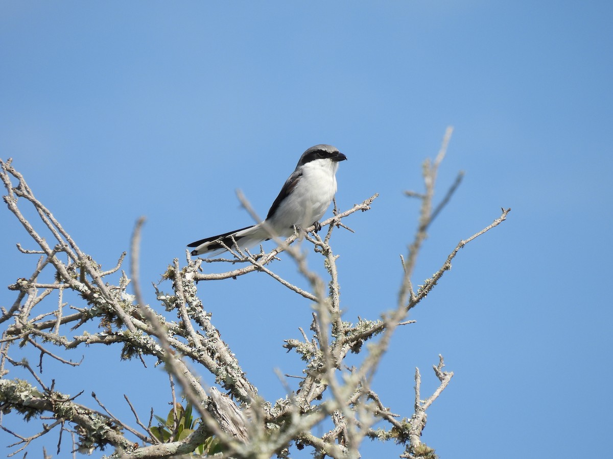 Loggerhead Shrike - ML620587623