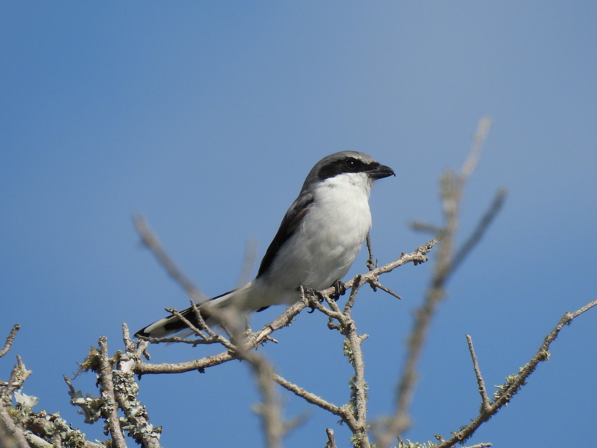 Loggerhead Shrike - ML620587633