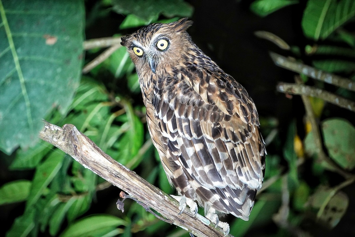 Buffy Fish-Owl - ML620587634