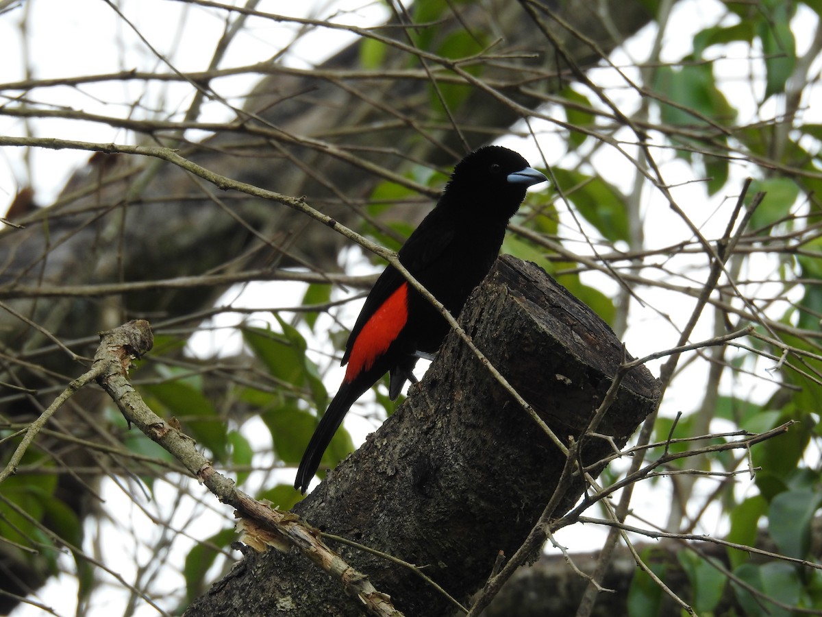 Scarlet-rumped Tanager - ML620587640