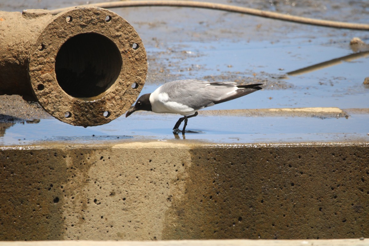 Mouette atricille - ML620587646