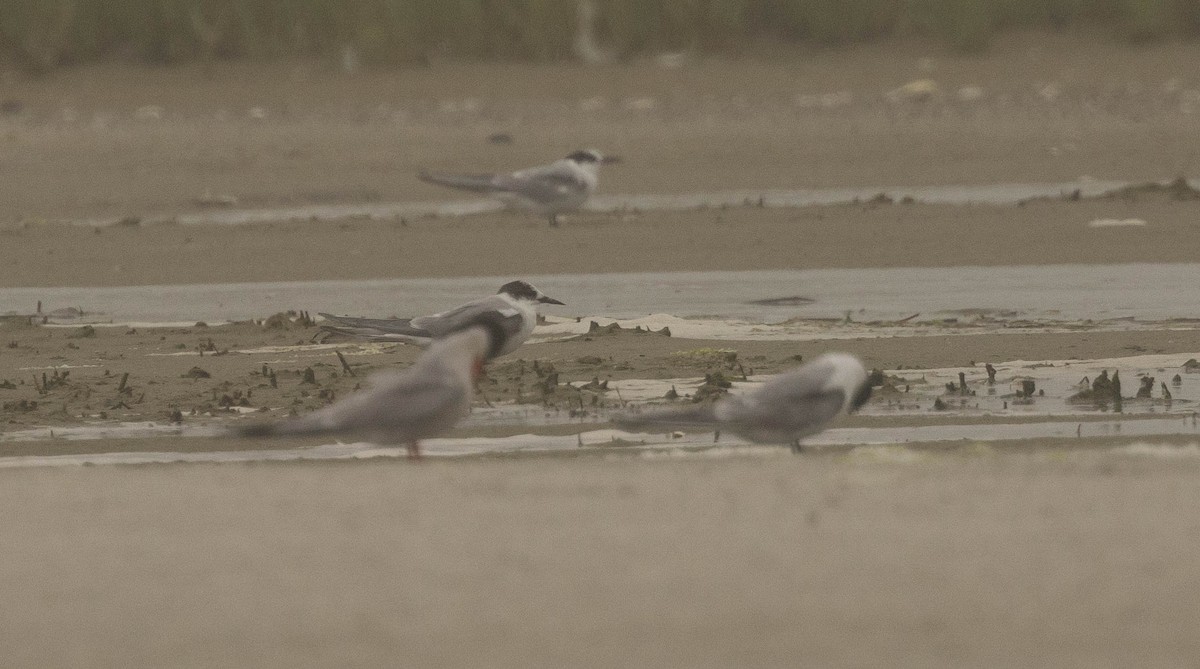 Arctic Tern - ML620587660