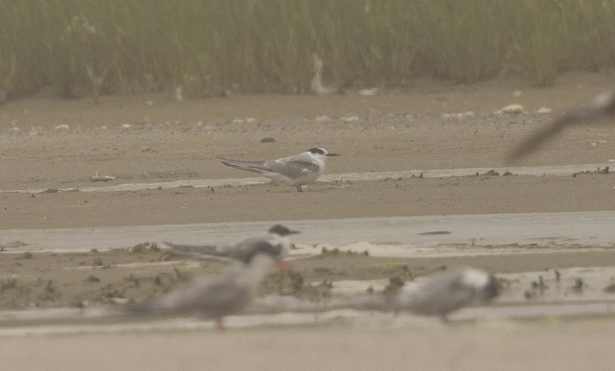 Arctic Tern - ML620587661