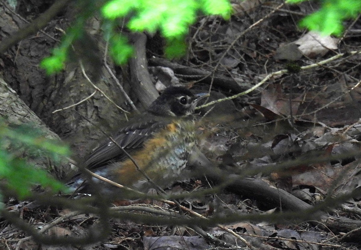 American Robin - ML620587669