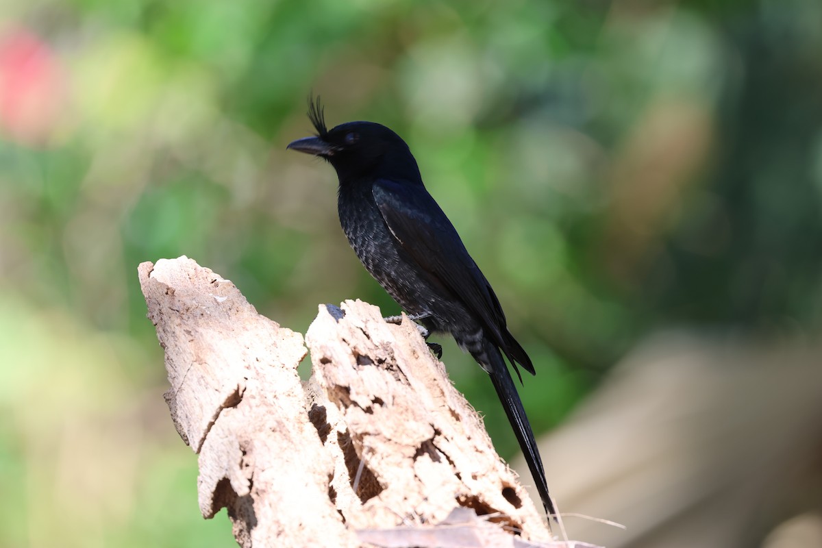 Crested Drongo - ML620587674