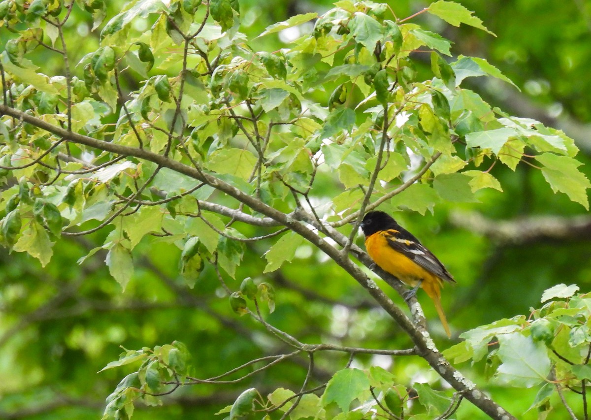 Baltimore Oriole - Corvus 𓄿