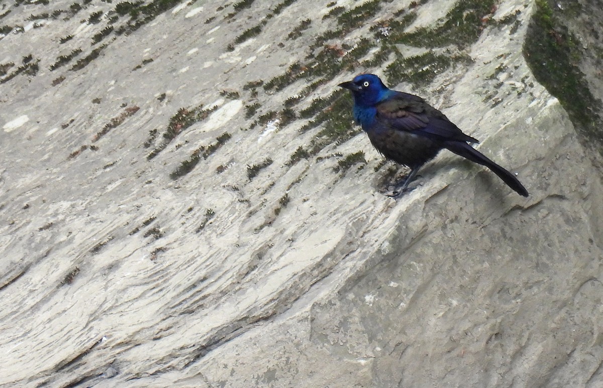 Common Grackle - ML620587679