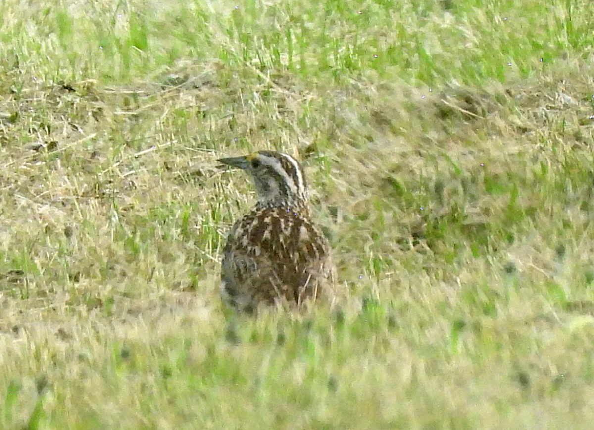 Western Meadowlark - ML620587688