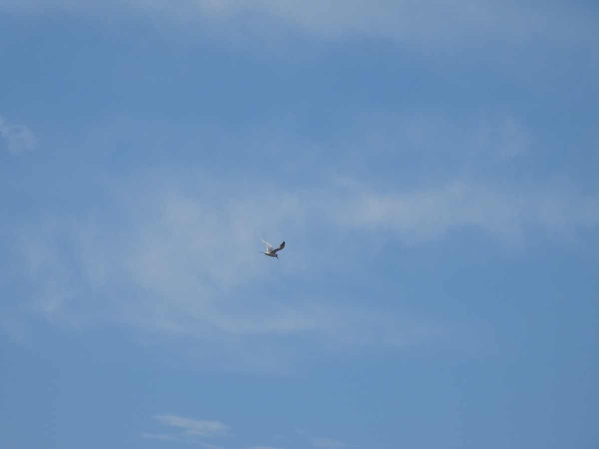 Forster's Tern - ML620587689