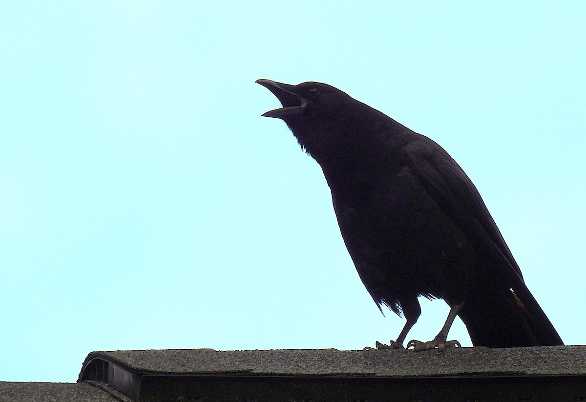 American Crow - Corvus 𓄿