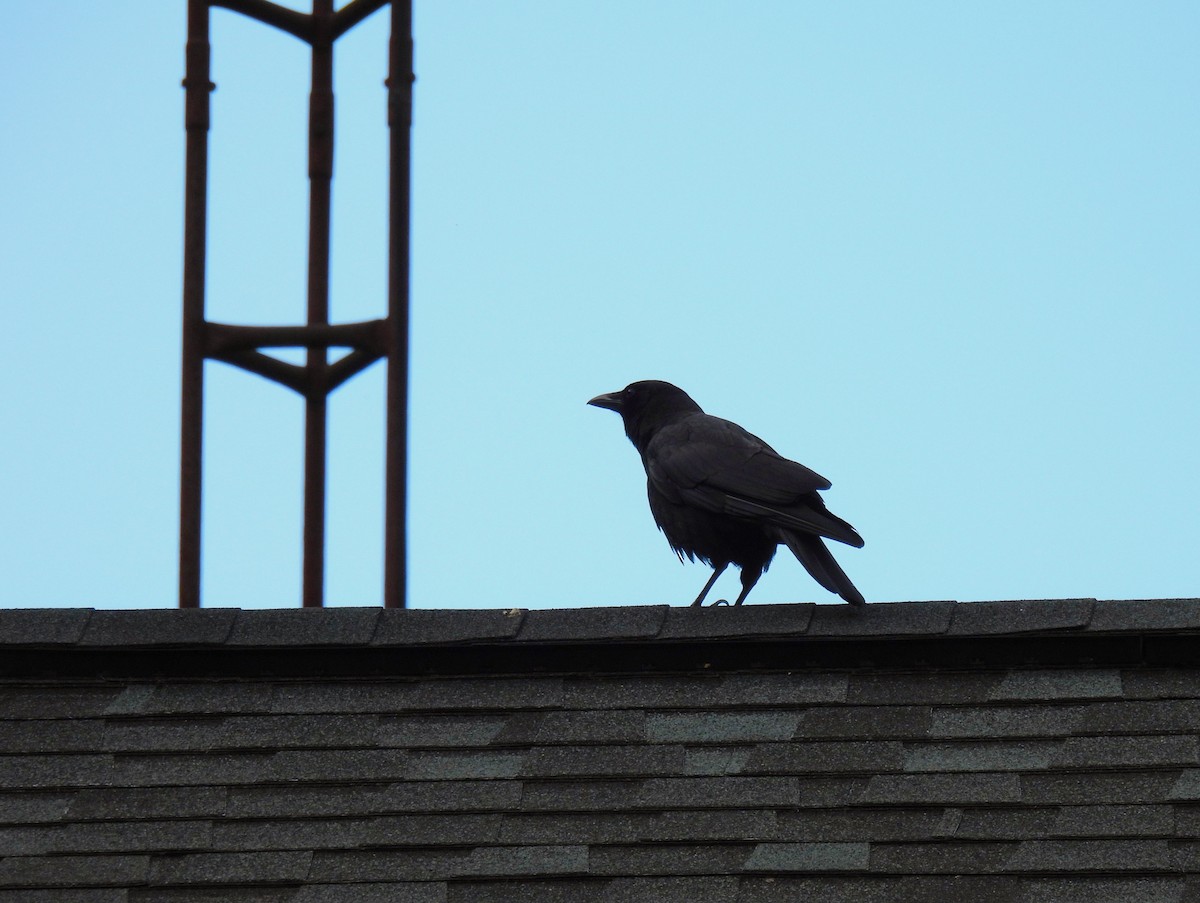 American Crow - ML620587694