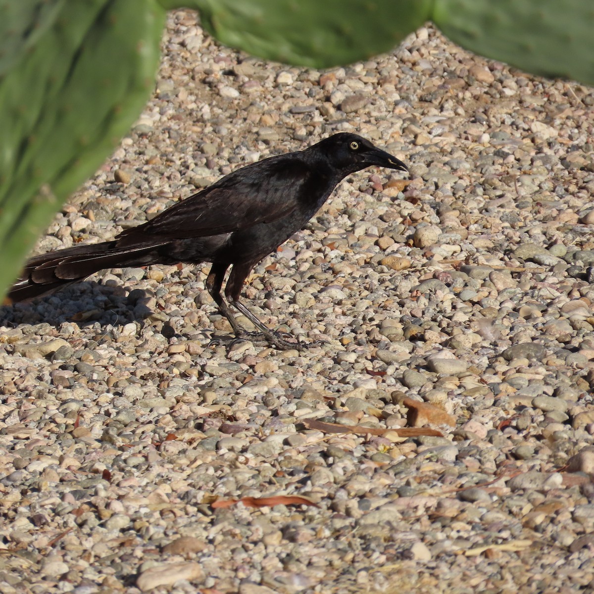 Great-tailed Grackle - ML620587699