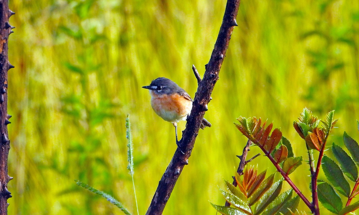 Gray-backed Tachuri - ML620587700