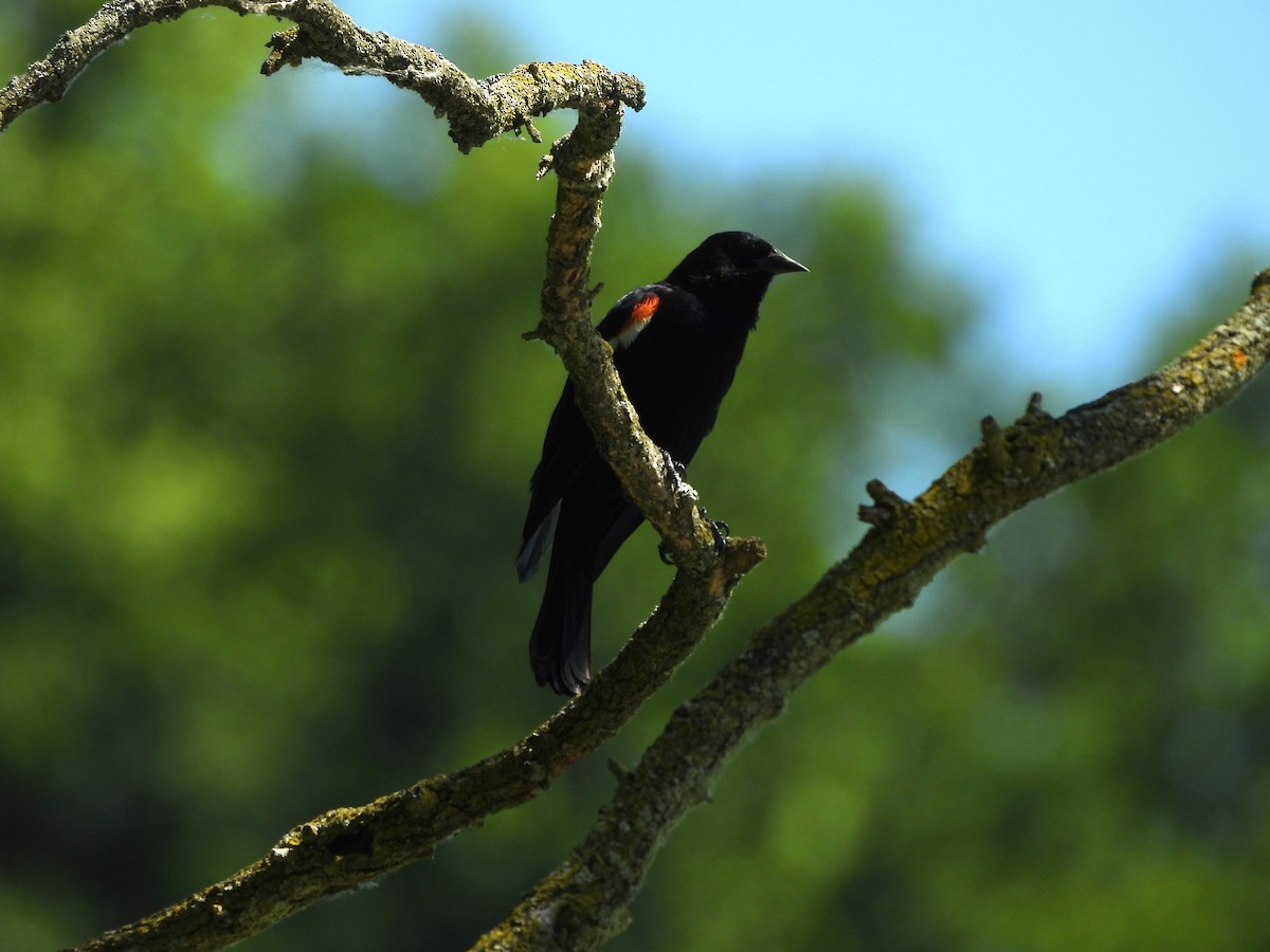 Red-winged Blackbird - ML620587701