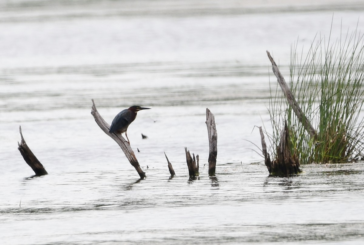 Green Heron - ML620587703