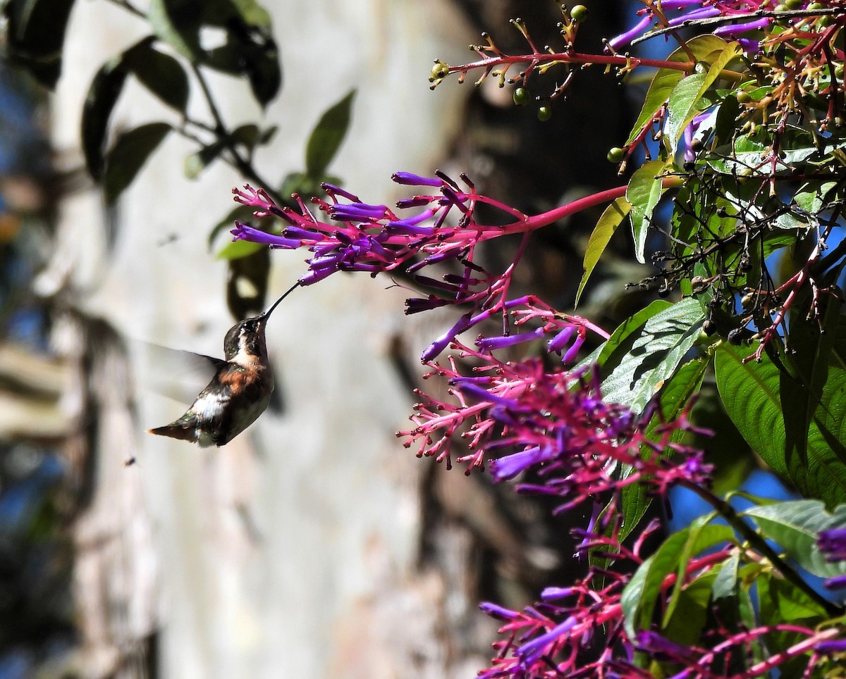 White-bellied Woodstar - ML620587705