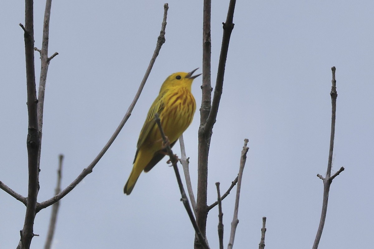 Yellow Warbler - ML620587718