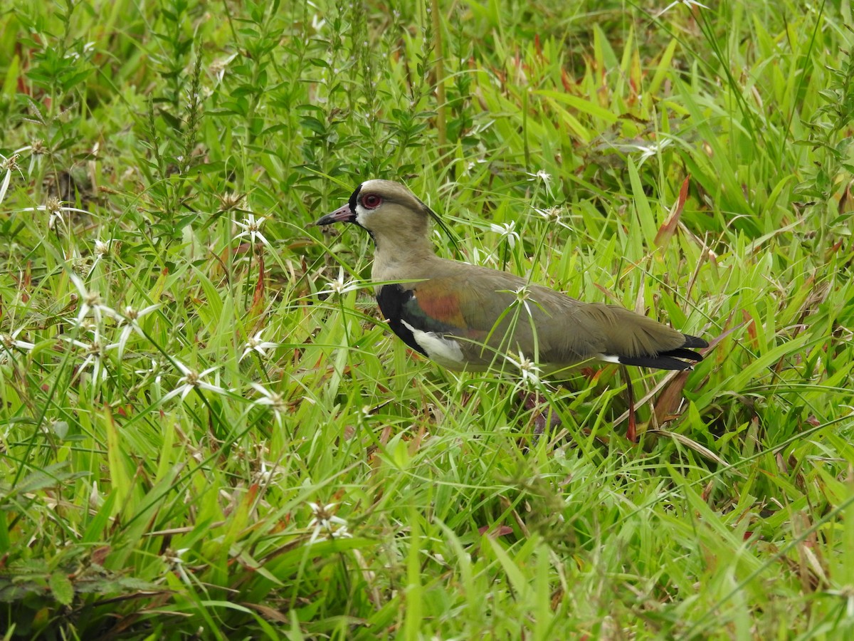 Southern Lapwing - Michael Weisensee