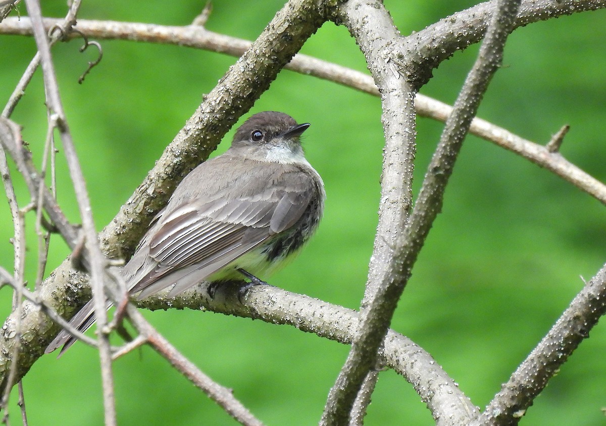 Eastern Phoebe - ML620587730