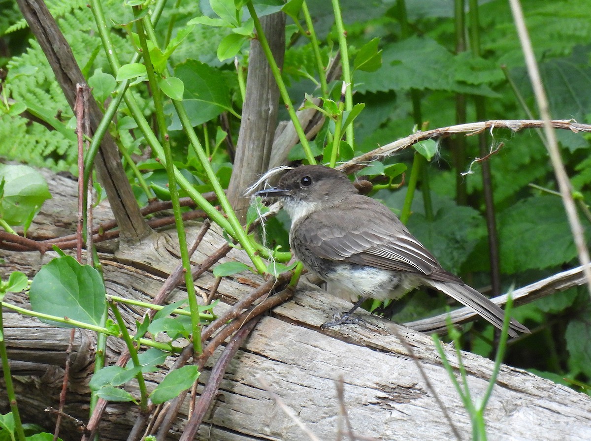 Eastern Phoebe - ML620587731