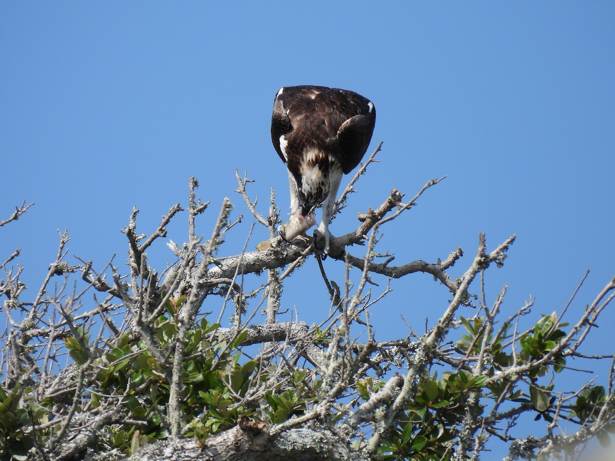 Águila Pescadora - ML620587734