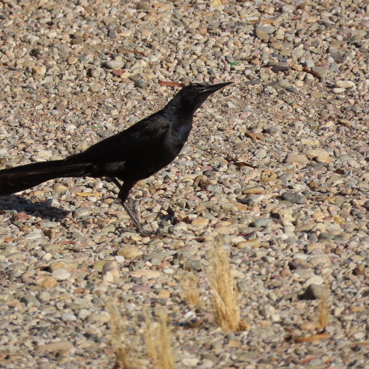 Great-tailed Grackle - ML620587735