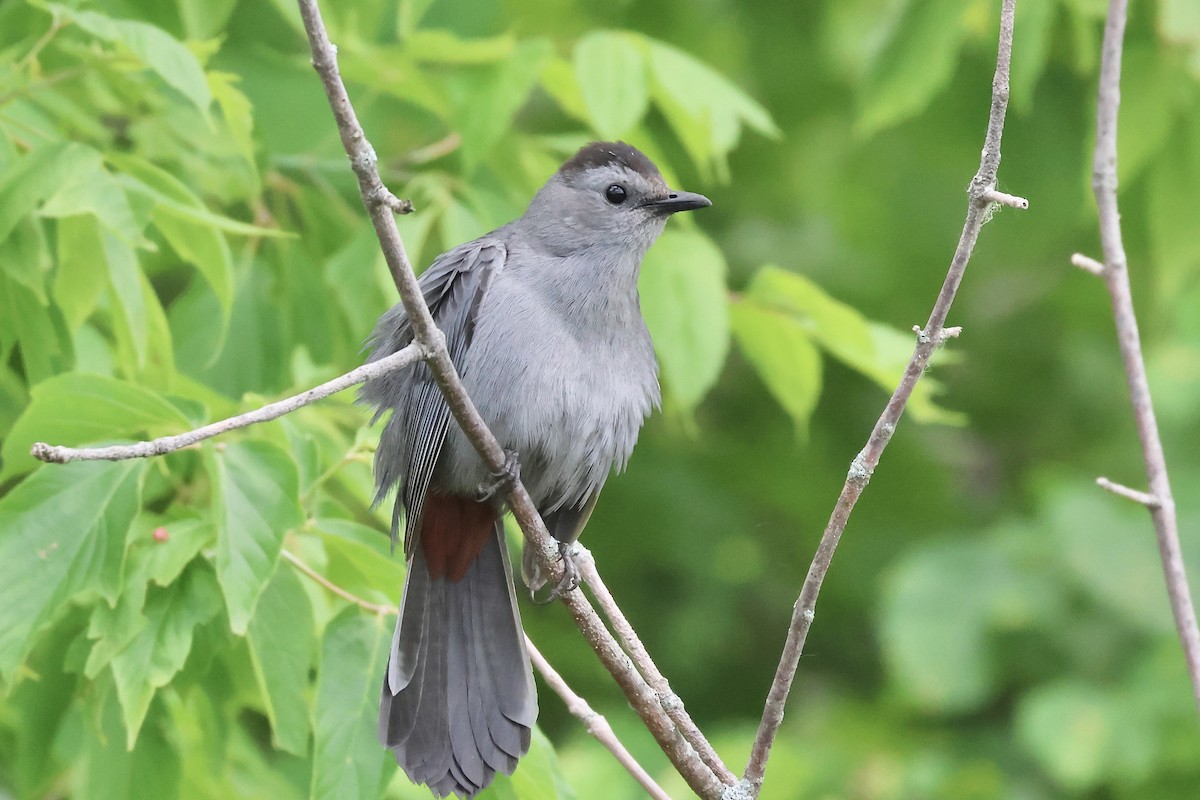 Gray Catbird - ML620587738