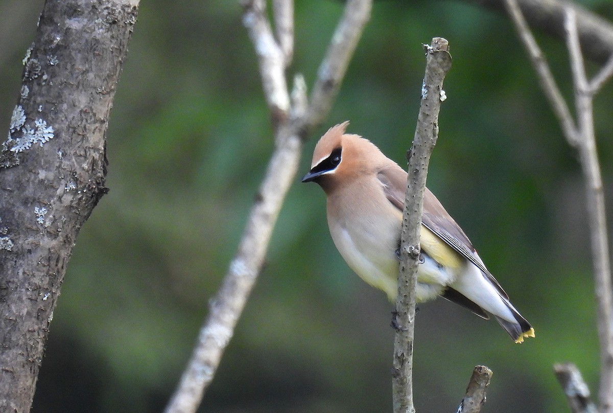 Cedar Waxwing - ML620587744