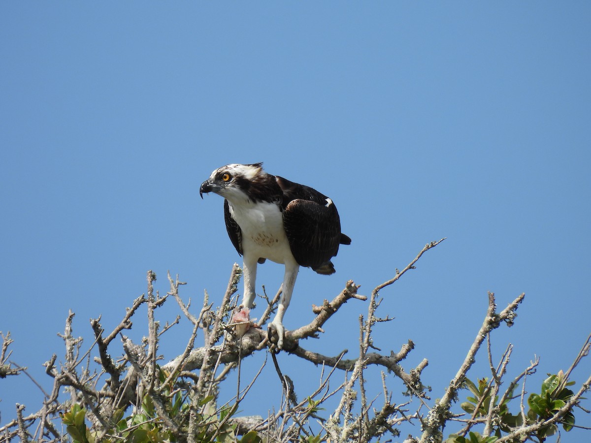 Águila Pescadora - ML620587746