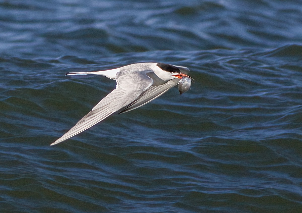 Common Tern - ML620587752