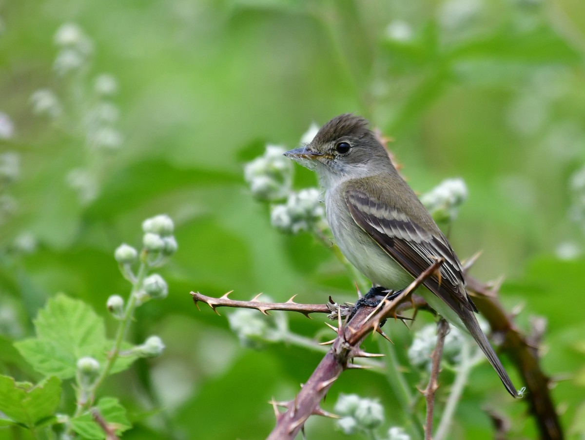 Willow Flycatcher - ML620587753