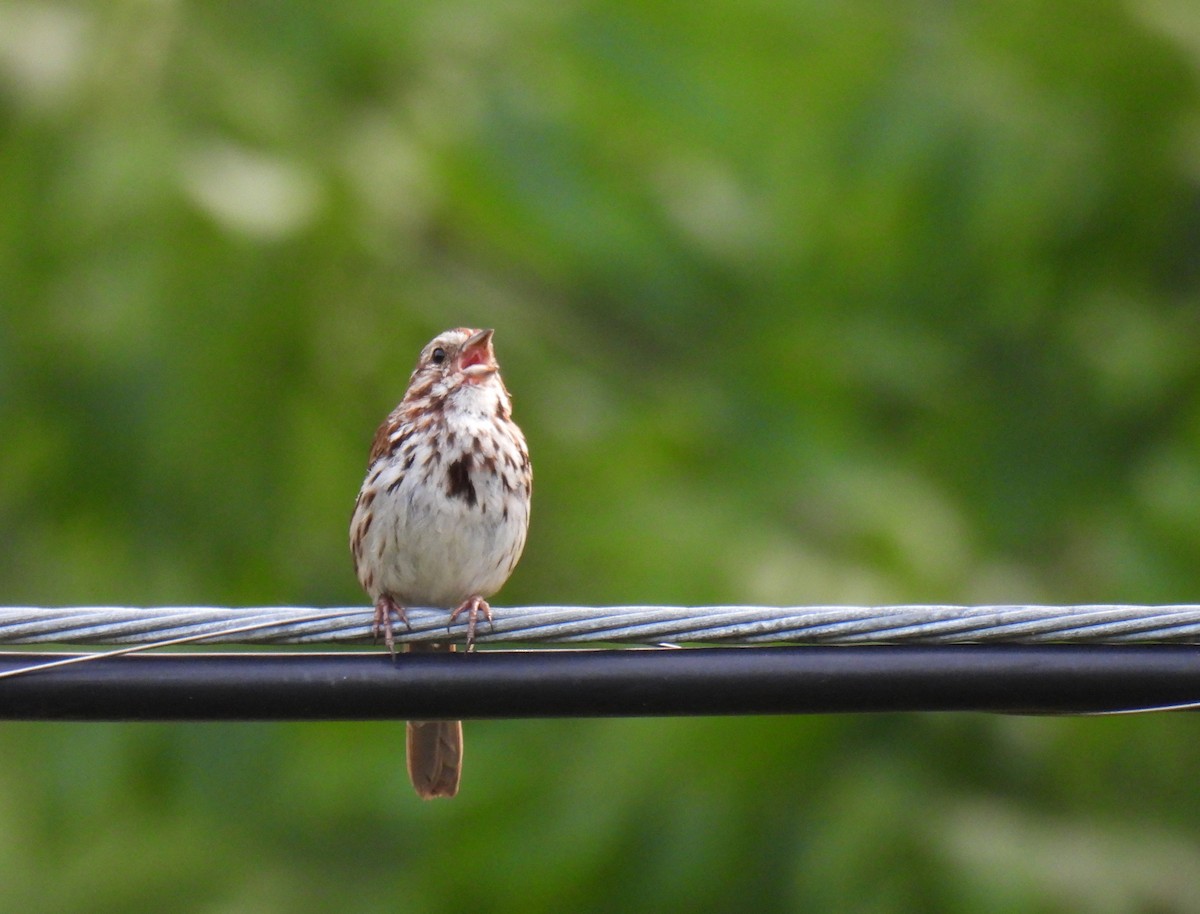 Song Sparrow - ML620587754