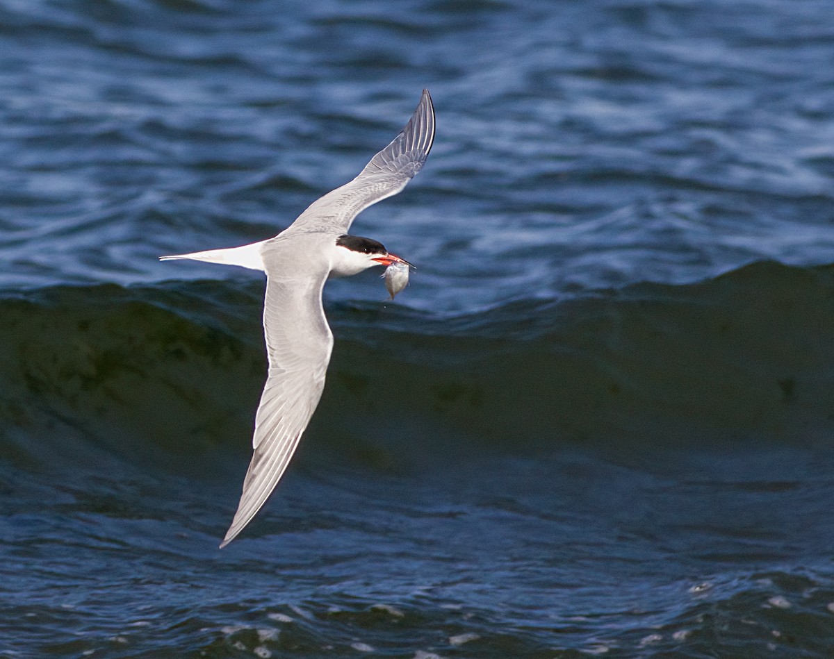 Common Tern - ML620587755