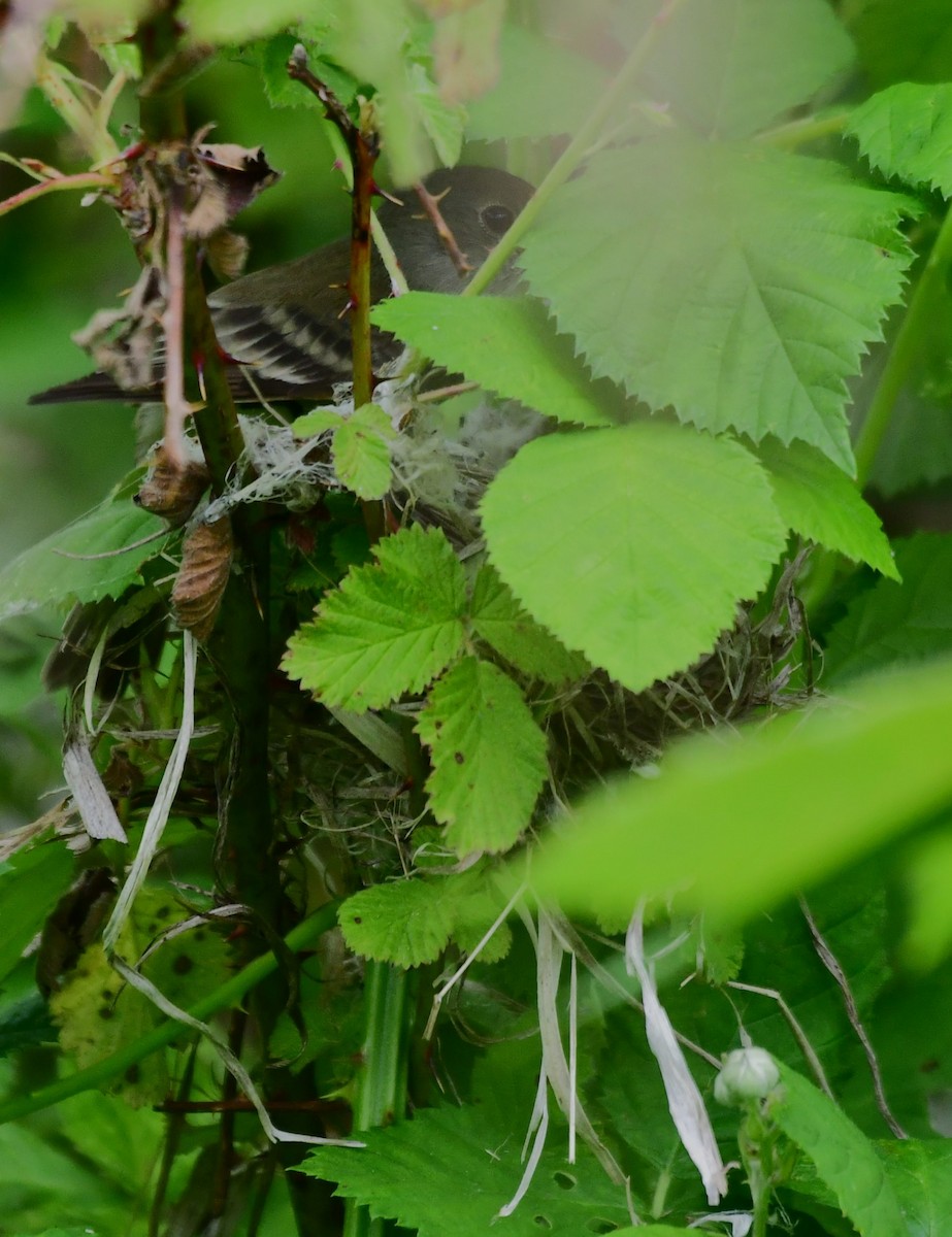 Willow Flycatcher - ML620587757