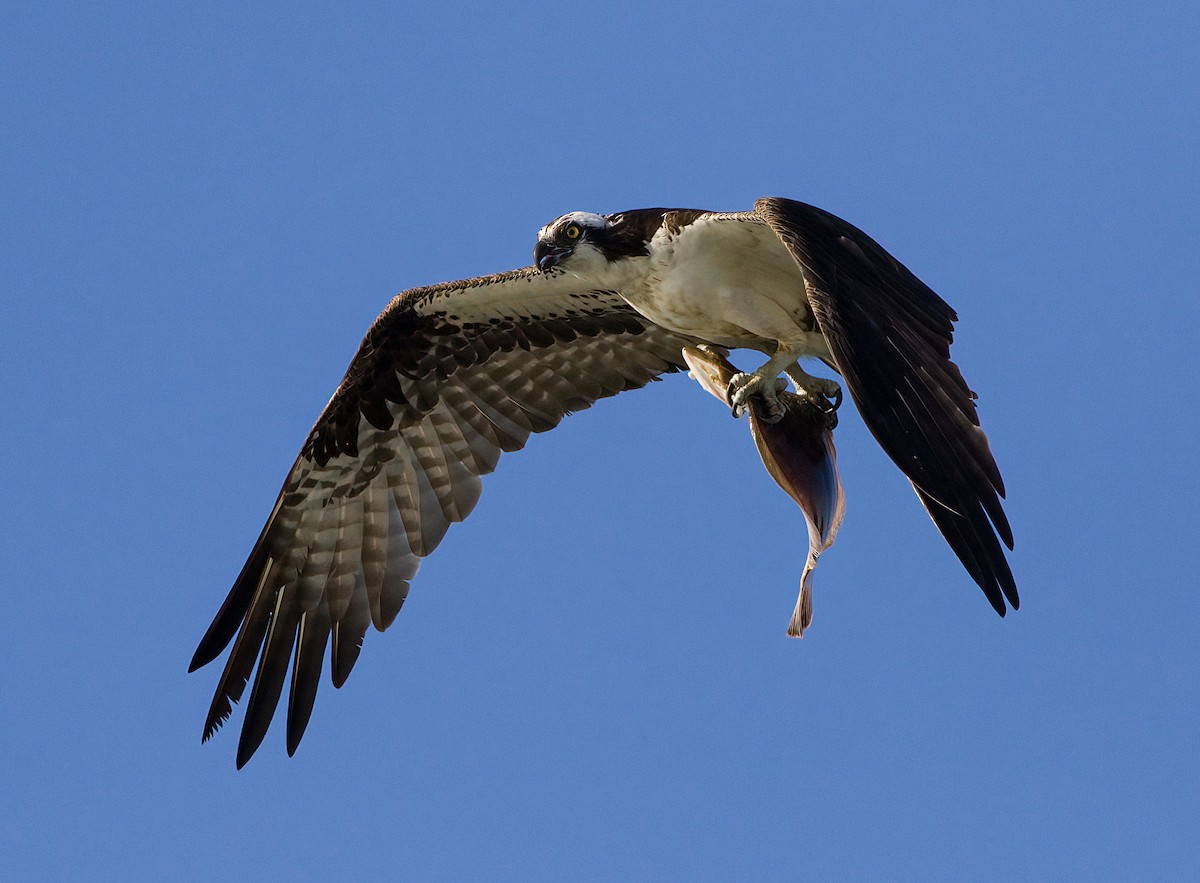 Balbuzard pêcheur - ML620587762