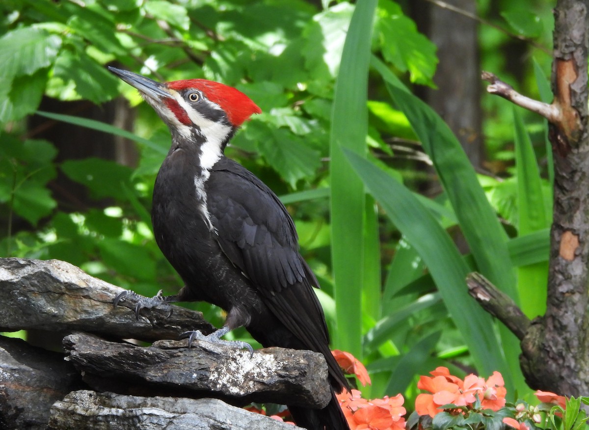 Pileated Woodpecker - ML620587763