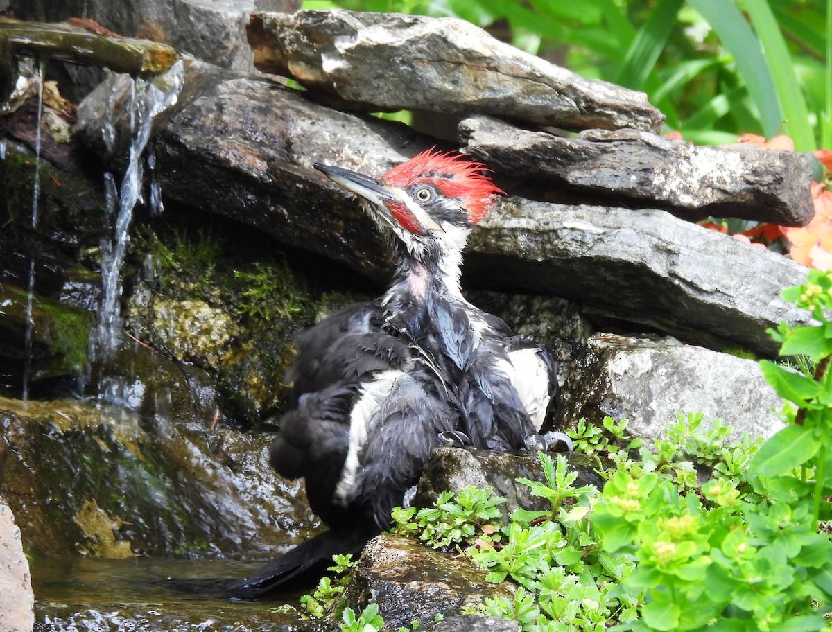 Pileated Woodpecker - ML620587764