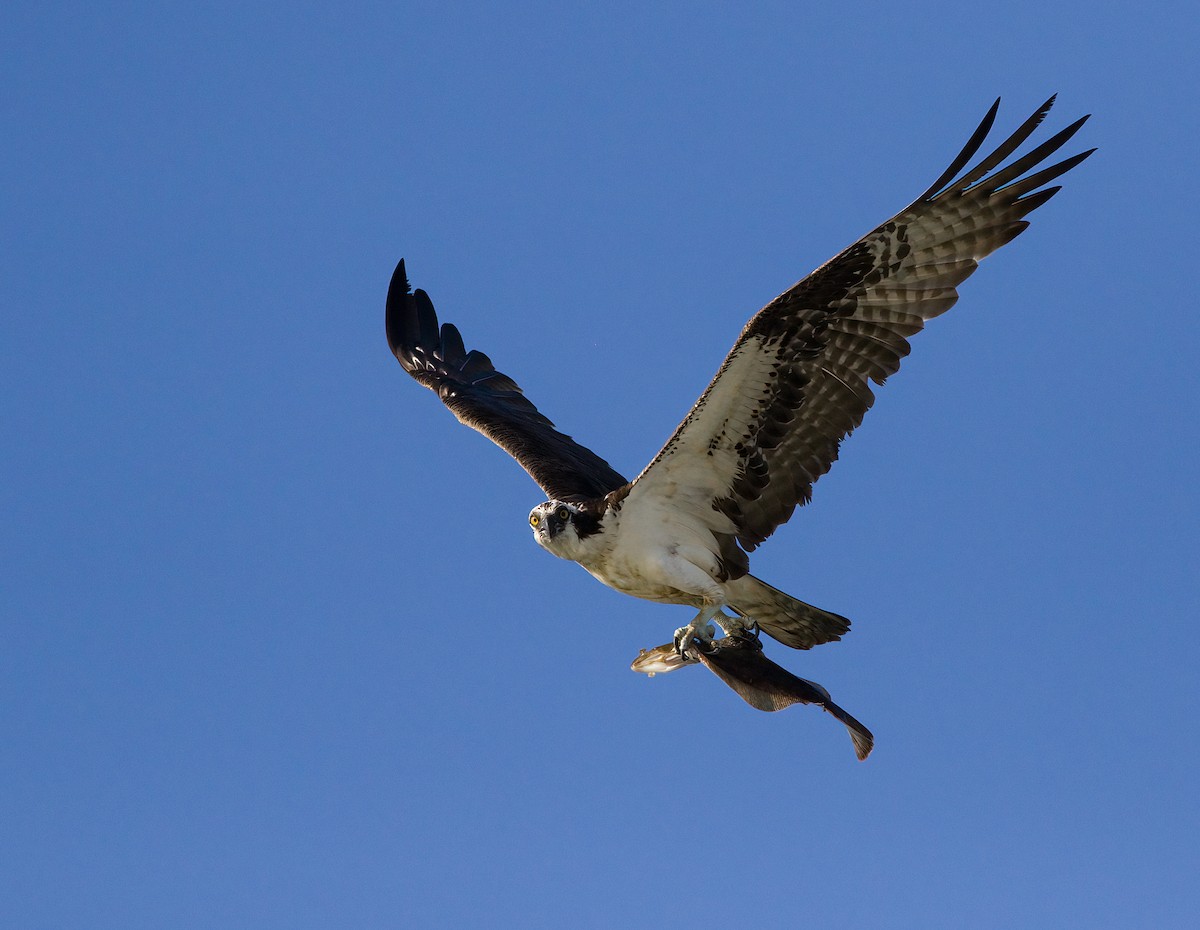 Águila Pescadora - ML620587769