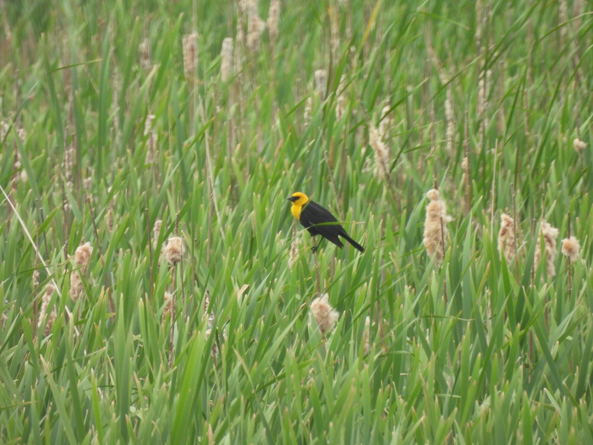 Yellow-headed Blackbird - ML620587770
