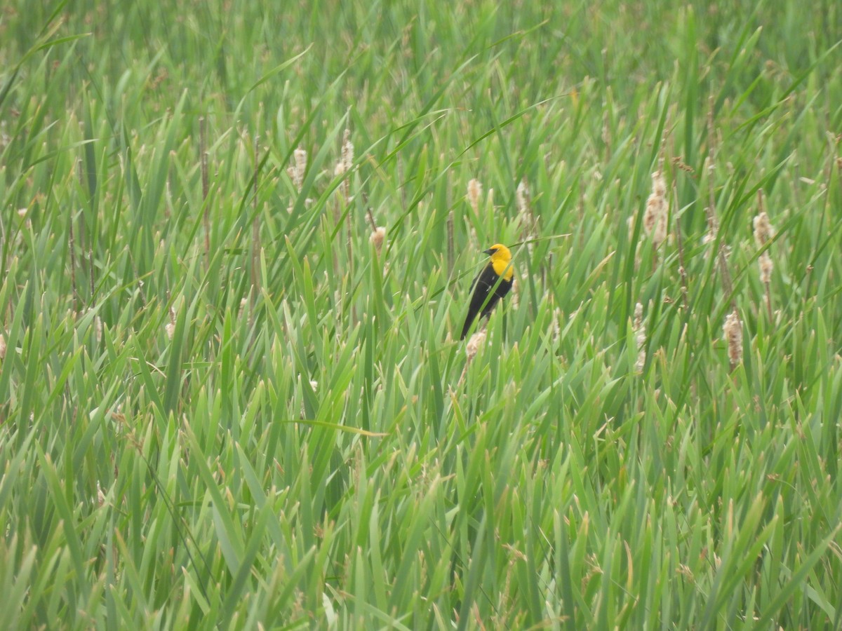 Yellow-headed Blackbird - ML620587771