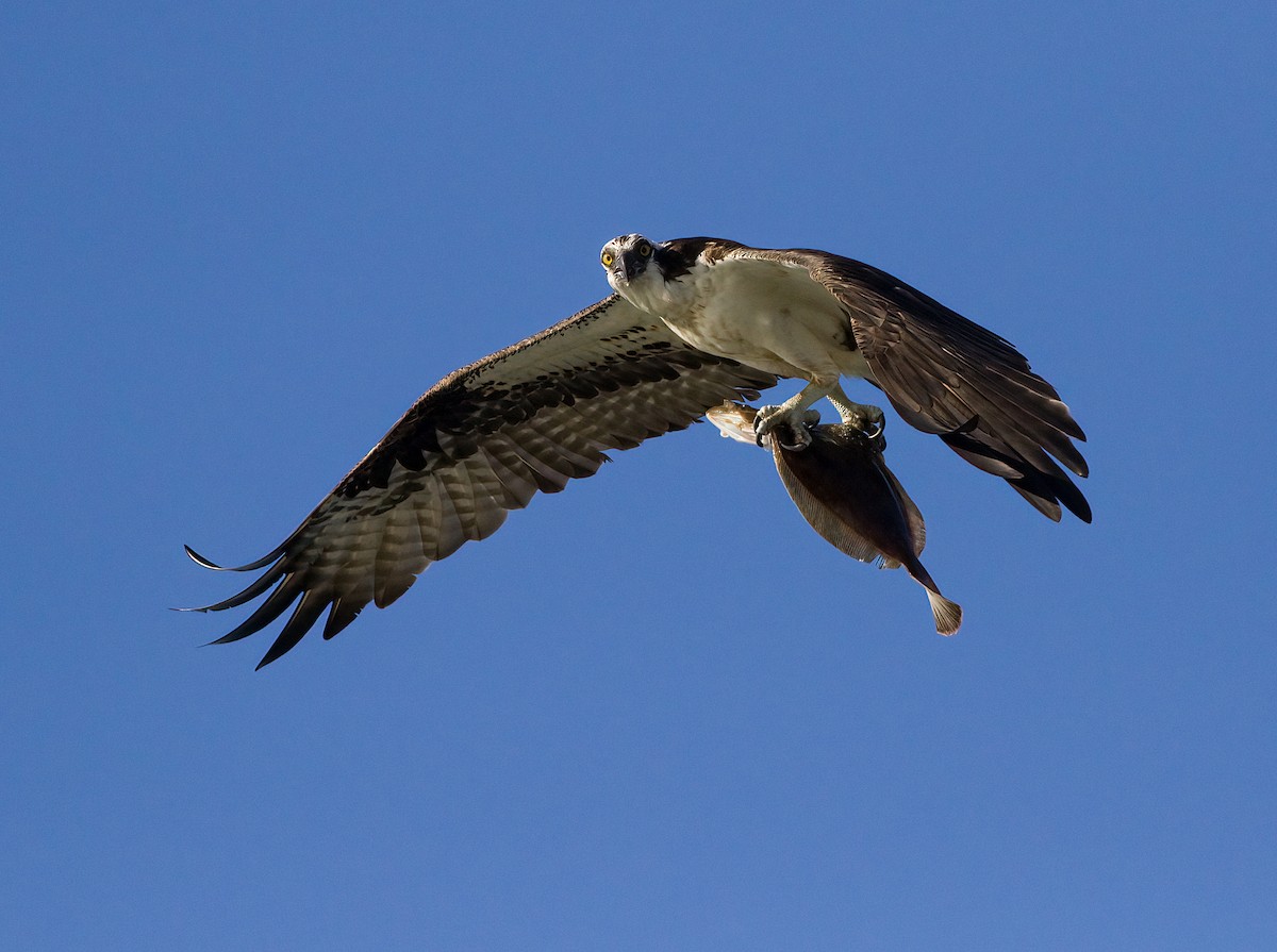 Balbuzard pêcheur - ML620587772