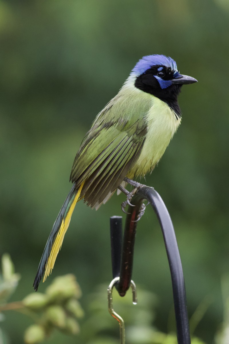 Green Jay - ML620587775