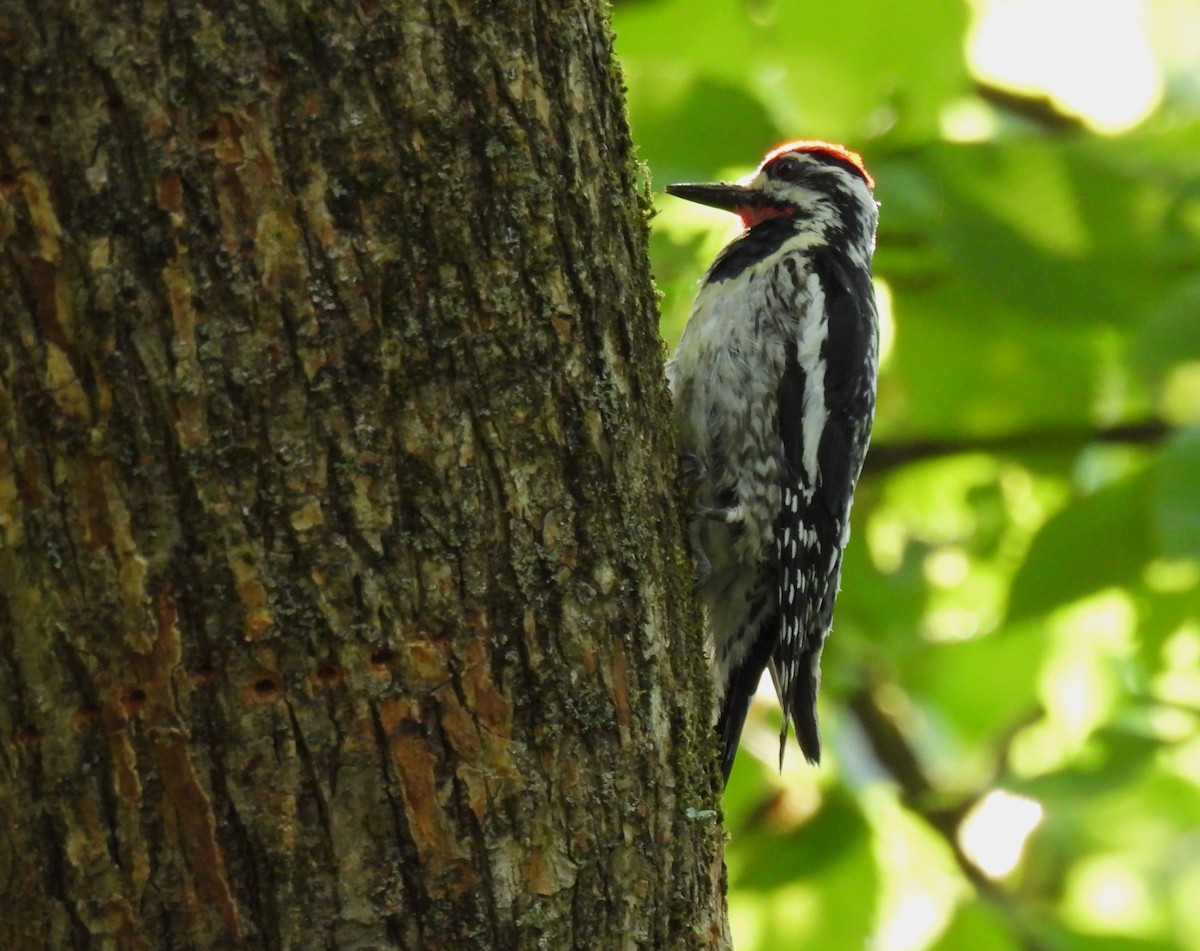 Yellow-bellied Sapsucker - ML620587779