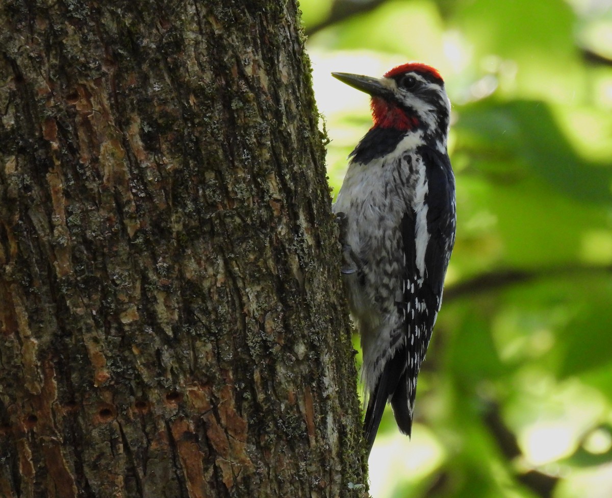 Yellow-bellied Sapsucker - ML620587780