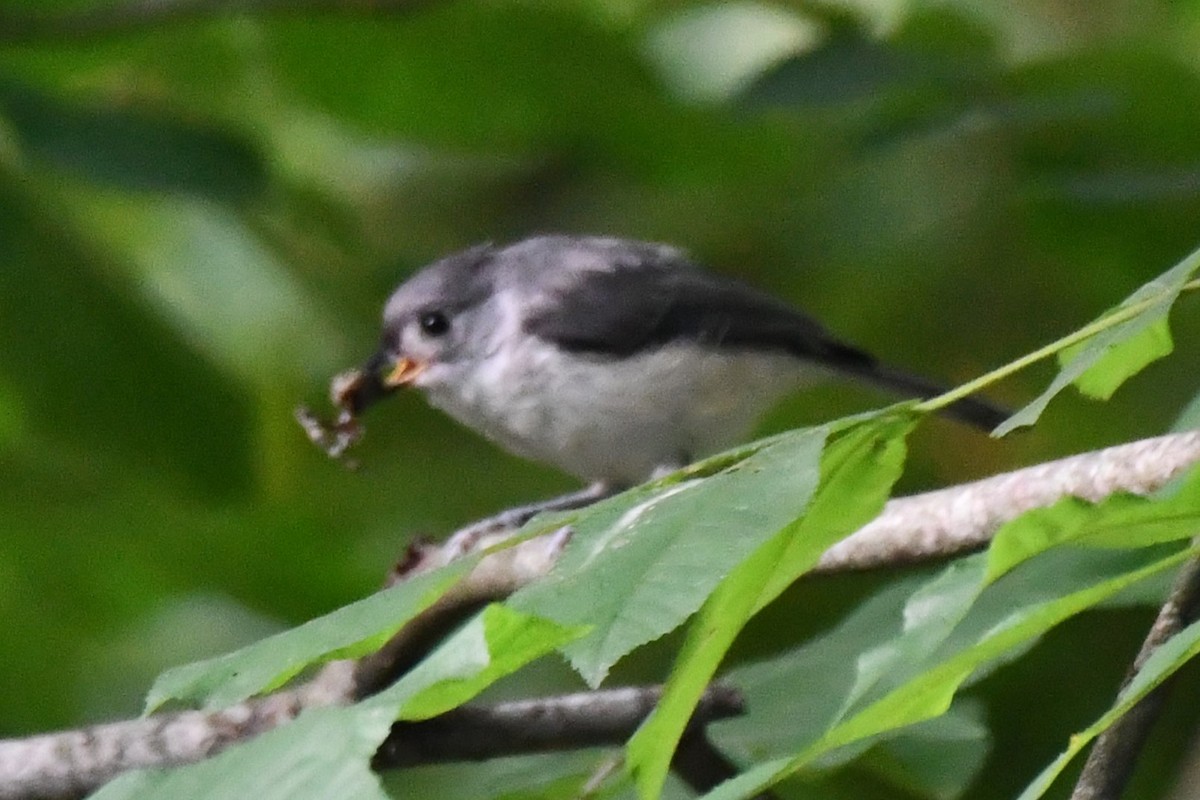 Tufted Titmouse - ML620587788