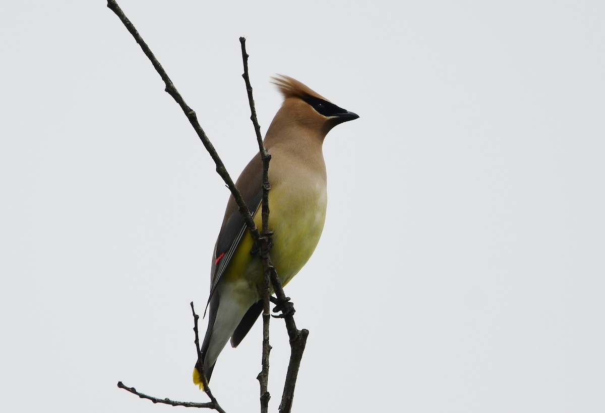 Cedar Waxwing - ML620587795