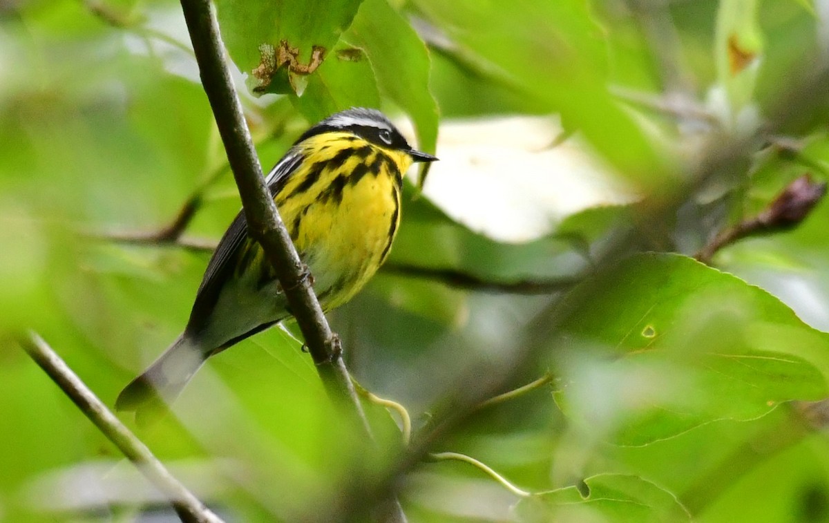 Magnolia Warbler - ML620587803