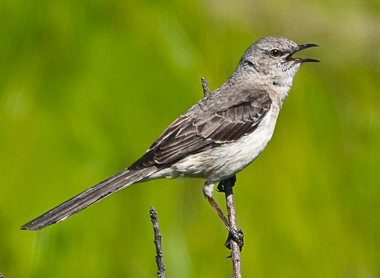 Northern Mockingbird - ML620587807